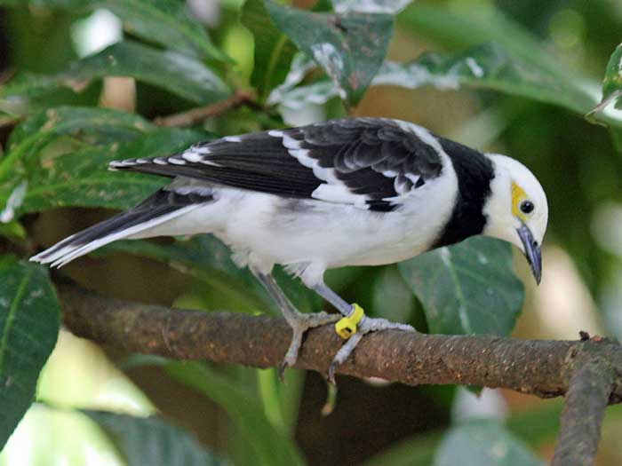 Cheap Flights - Black-collared starling