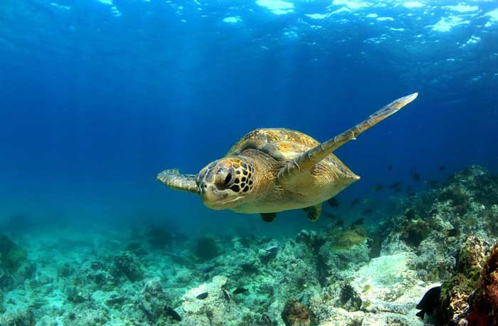 Cheap Flights - Green Sea Turtle Galapagos