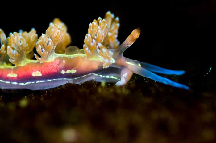 Flabellina Engeli, Mochima National Park, Venezuela