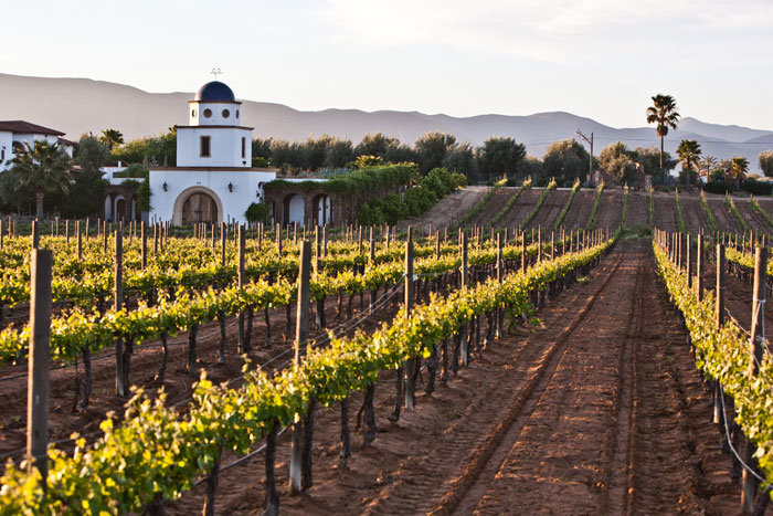 Cheap Flights - Baja Adobe Guadalupe winery