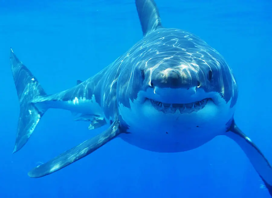 A Great White shark (Carcharodon carcharias) off South Africa